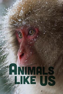 Animals Like封面图